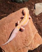 Leopard Gecko (M) – Tremper Tangerine – €50, Dieren en Toebehoren, Reptielen en Amfibieën, Hagedis, Tam, 0 tot 2 jaar