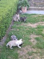 Franse bulldog puppy's, Animaux & Accessoires, Chiens | Bouledogues, Pinschers & Molossoïdes, Belgique, Bouledogue, Plusieurs