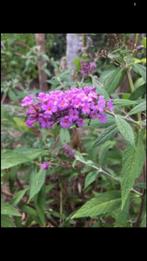 Dwergvlinderstruik, Buddleja davidii Free Petite Dark Pink, Tuin en Terras, Ophalen, Zomer, Vaste plant, Overige soorten