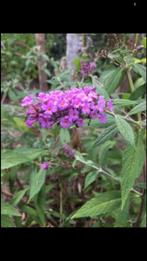 Dwergvlinderstruik, Buddleja davidii Free Petite Dark Pink, Enlèvement, Autres espèces, Été, Plante fixe