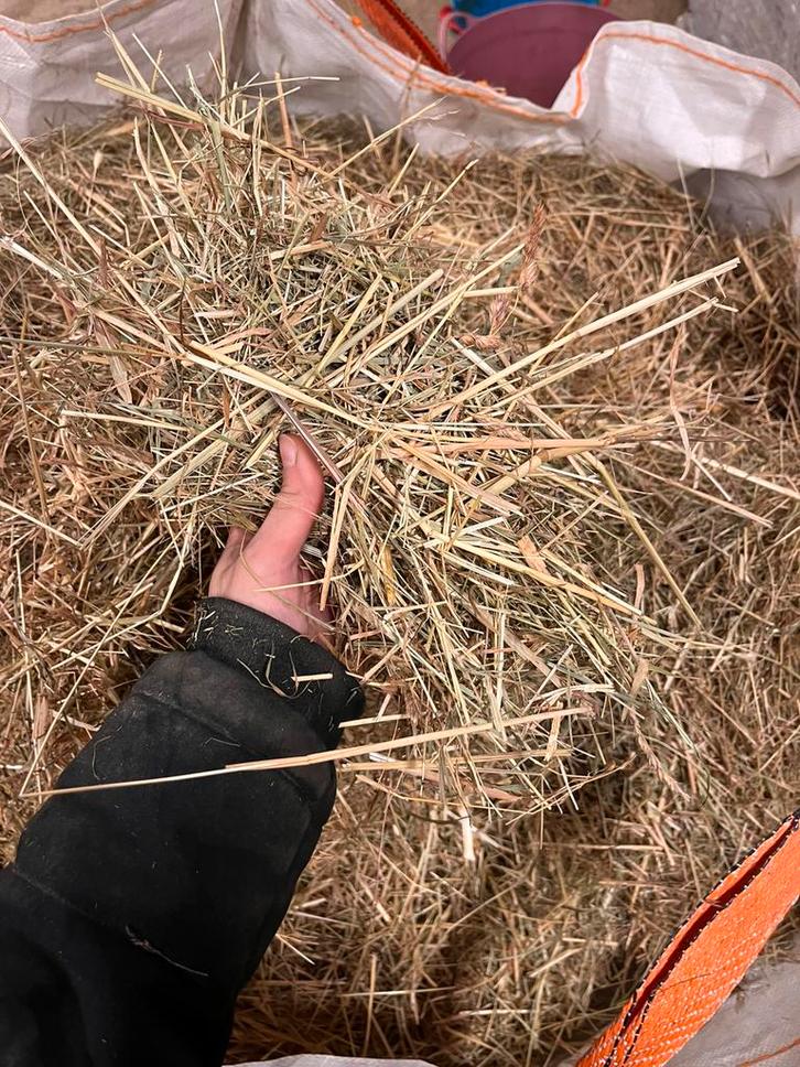 Gratis big bag hooi als stalvulling, Dieren en Toebehoren, Dierenvoeding, Ophalen