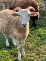 2 jonge Wiltshire Horn ooien voor de kweek., Dieren en Toebehoren, Vrouwelijk, Schaap, 0 tot 2 jaar