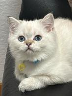 kittens Britse korthaar, Plusieurs animaux, Vermifugé, 0 à 2 ans