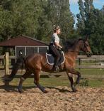 Lieve merrie te koop, Dieren en Toebehoren, Paarden, Merrie, M, Ontwormd