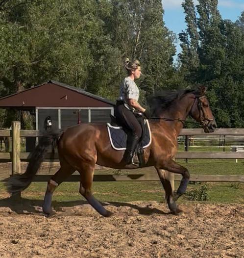 Lieve merrie te koop, Dieren en Toebehoren, Paarden, Merrie, M, Ontwormd