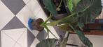 Alocasia, Huis en Inrichting, Kamerplanten, Ophalen, Overige soorten, Halfschaduw, In pot