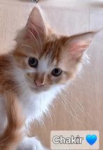 Mainecoons kittens, Dieren en Toebehoren, Meerdere dieren, Gechipt, 0 tot 2 jaar