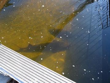 Siberische steur beschikbaar voor biedingen