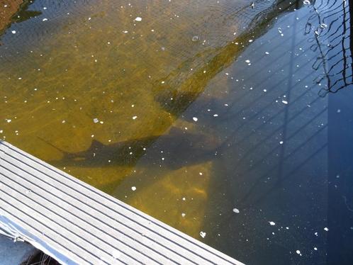 Siberische steur, Dieren en Toebehoren, Vissen | Vijvervissen, Steur