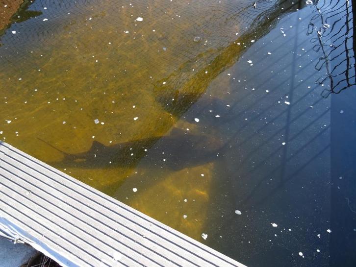 Siberische steur, Dieren en Toebehoren, Vissen | Vijvervissen, Steur