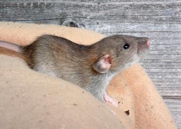 Rittens dames te reserveren - rattery beschikbaar voor biedingen
