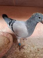 8 jonge duiven van 2026, met pedigree, Plusieurs animaux, Pigeon voyageur