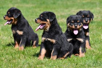 Rottweiler pups te koop beschikbaar voor biedingen