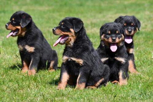 Rottweiler pups te koop, Dieren en Toebehoren, Honden | Bulldogs, Pinschers en Molossers, Meerdere dieren, Rottweiler, Fokker | Professioneel