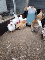 Serama krul/glad/zijde, Dieren en Toebehoren, Pluimvee, Kip