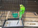 Vogelkooi met grasparkiet, Dieren en Toebehoren, Vogels | Hokken en Kooien, Ophalen, Gebruikt, Metaal, Vogelkooi