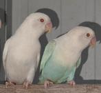 4-0 Fischeri opaline pale fallow 2024, Dieren en Toebehoren, Vogels | Parkieten en Papegaaien