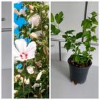 Hibiscus vivaces pour jardin, Tuin en Terras, Planten | Tuinplanten, Ophalen