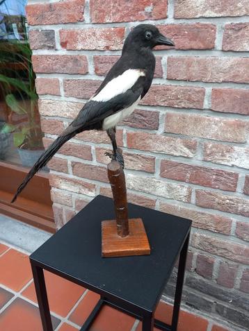 Taxidermie ekster beschikbaar voor biedingen