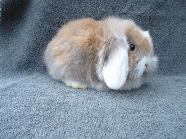 5 schattige zindelijke Nederlandse dwerghangoortjes, Dieren en Toebehoren, Konijnen, Klein, Meerdere dieren, 0 tot 2 jaar, Hangoor