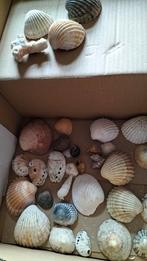 Prachtige schelpen om aan een kind te geven, Verzamelen, Mineralen en Fossielen, Ophalen, Schelp(en)