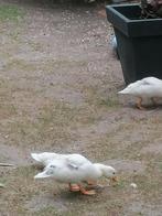 Hollandse kwakers nog 5 stuks, Dieren en Toebehoren, Geslacht onbekend, Eend