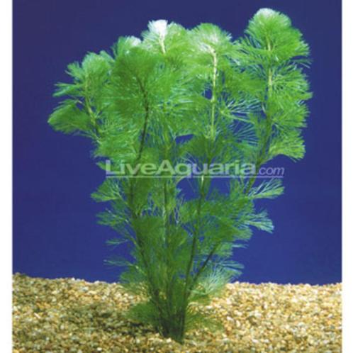 Cabomba, fijne aquariumplant, Dieren en Toebehoren, Vissen | Aquaria en Toebehoren, Gebruikt, Plant(en), Steen of Hout, Ophalen
