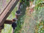 3 baby cavia's 1 zeugje en 2 beertjes, Dieren en Toebehoren, Vogels | Overige Vogels