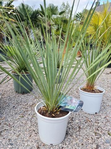 Yucca Rostrata - palmlelie  beschikbaar voor biedingen