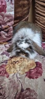 Konijntjes, Dieren en Toebehoren, Konijnen, Hangoor