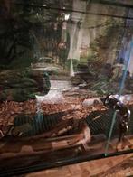 Boa adulte, Dieren en Toebehoren, Reptielen en Amfibieën | Toebehoren, Ophalen, Gebruikt, Overige typen