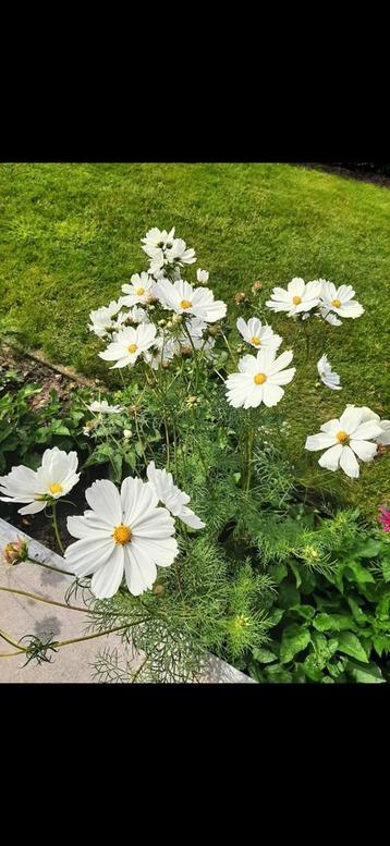 Mooie Cosmos plantjes in potjes beschikbaar voor biedingen
