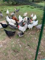 Haan, Dieren en Toebehoren, Ophalen