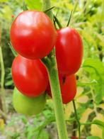 Tomate Roma De Berao - 5 graines, Enlèvement ou Envoi, Printemps, Graine