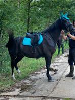 Zwarte 6-jarige merrie, Dieren en Toebehoren, Paarden, Merrie, Met stamboom, B, 3 tot 6 jaar