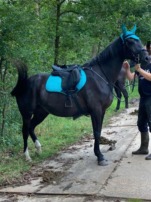 Zwarte 6-jarige merrie, Dieren en Toebehoren, Paarden, Merrie, B, 160 tot 165 cm, 3 tot 6 jaar, Recreatiepaard, Met stamboom