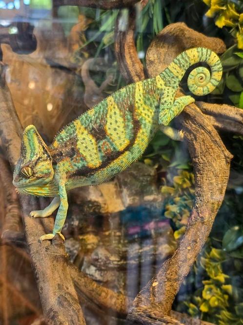 Nakweek yemen kameleons, Dieren en Toebehoren, Reptielen en Amfibieën