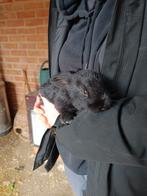 Vlaamse reuzen, Dieren en Toebehoren, Konijnen