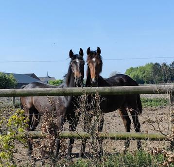 Gezocht springpaard! (Ook project) beschikbaar voor biedingen