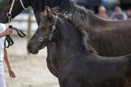 Fries hengstveulen, Dieren en Toebehoren, Gechipt, Dressuurpaard, 0 tot 2 jaar, Hengst