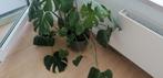 Monstera met pot, Maison & Meubles, Plantes d'intérieur, Autres espèces, Moins de 100 cm, Enlèvement, Plante verte