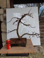 Bonsai Larix Windgestriemd, Tuin en Terras, Ophalen