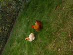 Cochin haantjes, Dieren en Toebehoren, Januari