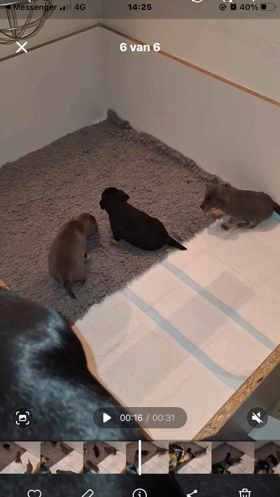 Werpkist kleine hondenrassen, Dieren en Toebehoren, Honden-accessoires, Zo goed als nieuw, Ophalen