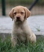 Labrador pups, Dieren en Toebehoren, België, CDV (hondenziekte), 8 tot 15 weken, Labrador retriever