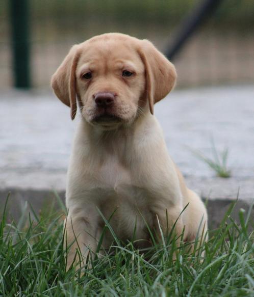 Labrador pups, Dieren en Toebehoren, Honden | Retrievers, Spaniëls en Waterhonden, Meerdere dieren, Labrador retriever, Fokker | Professioneel