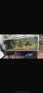 Mooi maat aquarium volglas, Dieren en Toebehoren, Ophalen, Zo goed als nieuw