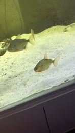 Metynnis maculatus ( piranha herbivore ), Dieren en Toebehoren, Ophalen, Nieuw, Overige typen