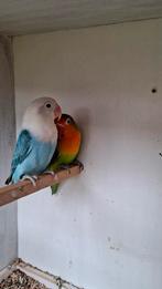 Jong agapornis fisherie koppeltje, Dieren en Toebehoren, Meerdere dieren, Dwergpapegaai of Agapornis, Tam