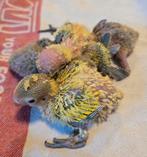 Fischeri Agapornis Jongen voor handopfok, Dieren en Toebehoren, Meerdere dieren, Dwergpapegaai of Agapornis, Tam